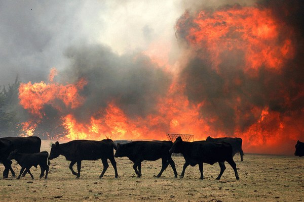 Fermerning 15 bosh qoramoli tiriklay yonib ketdi (foto)