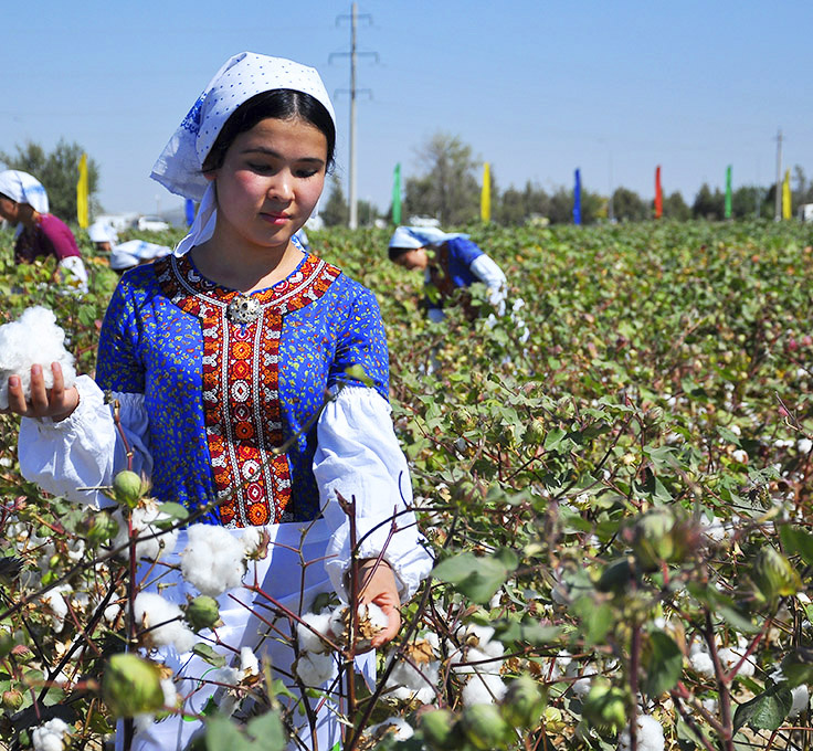 Хлопковые поля в узбекистане фото