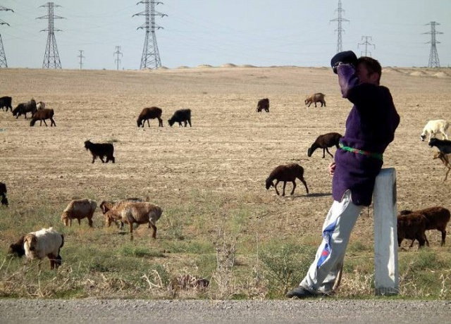 Жиззахда чўпонни калтаклаб, 215 бош қўйни олиб кетишди