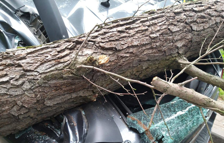 В Ташкенте дерево упало на машину и убило 26-летнюю пассажирку
