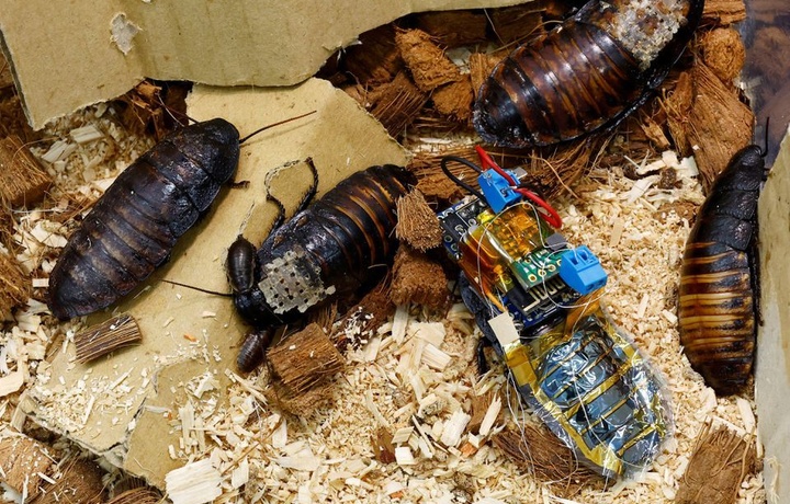 Японский таракан-киборг придет на помощь при катастрофах (фото)