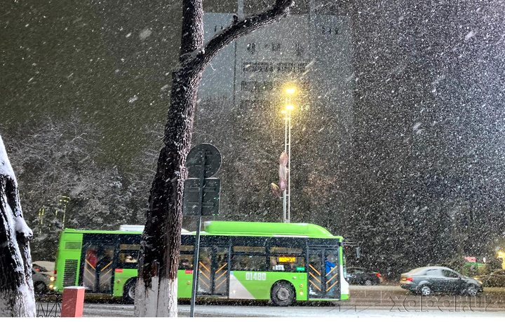 Toshkentda bepul avtobus qatnovlari yo‘lga qo‘yildi