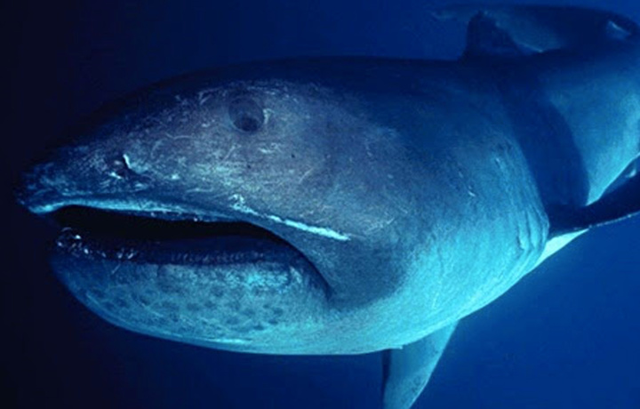 Японияда балиқчилар тўрига олти метрлик ноёб гигант акула илинди