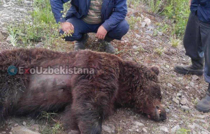 Дукентда пайдо бўлган айиқ масаласида Экоқўмита муносабат билдирди