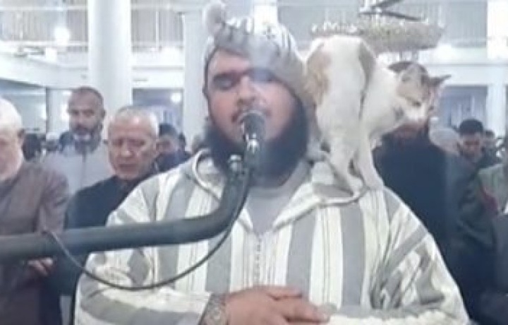 Кот запрыгнул на имама во время молитвы – видео