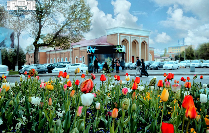 Toshkent ko‘chalariga 300 ming tup lola ekildi (foto)