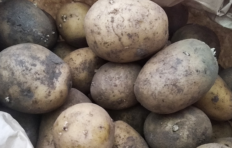 Гастроэнтеролог: картошка — сабзавотларнинг энг зарарлиси