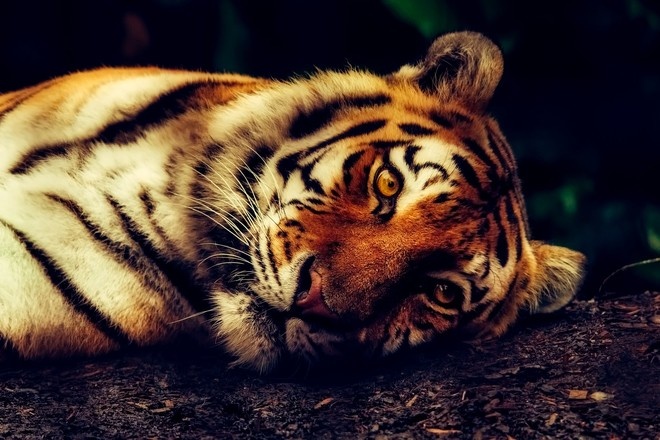Первая в Индии операция по протезированию лапы тигру завершилась неудачей