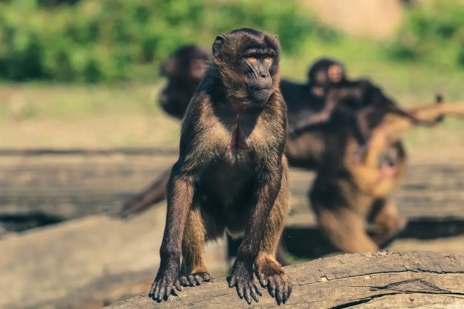Первый случай передачи оспы обезьян человеку зафиксировали во Вьетнаме