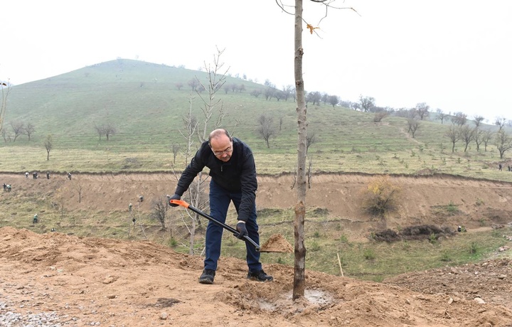 Abdulla Aripov boshchiligidagi vazirlar daraxt ekishdi (foto)