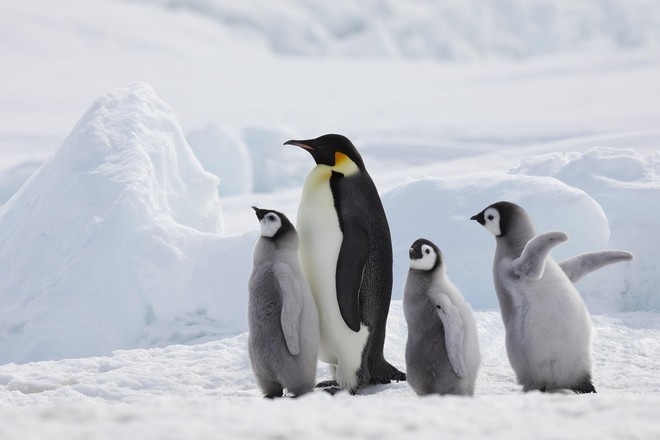 Учёные считают, что раньше пингвины умели летать