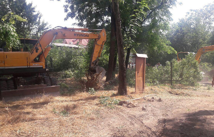 Toshkentdagi so‘lim «orolcha»ga hujum bo‘lmoqda (foto)