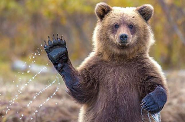 Хитойлик аёл ит деб айиқ сотиб олди