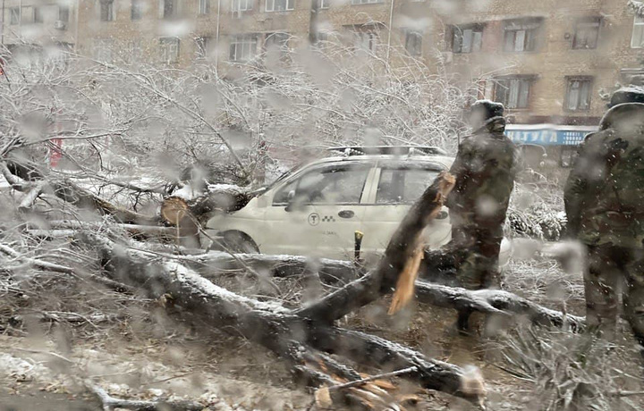 Toshkentda «Matiz» ustiga daraxt quladi (foto)