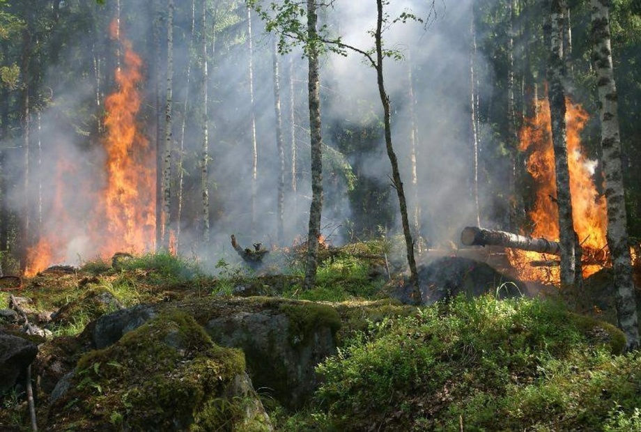 Жители Греции вынуждены покидать свои дома из-за лесных пожаров