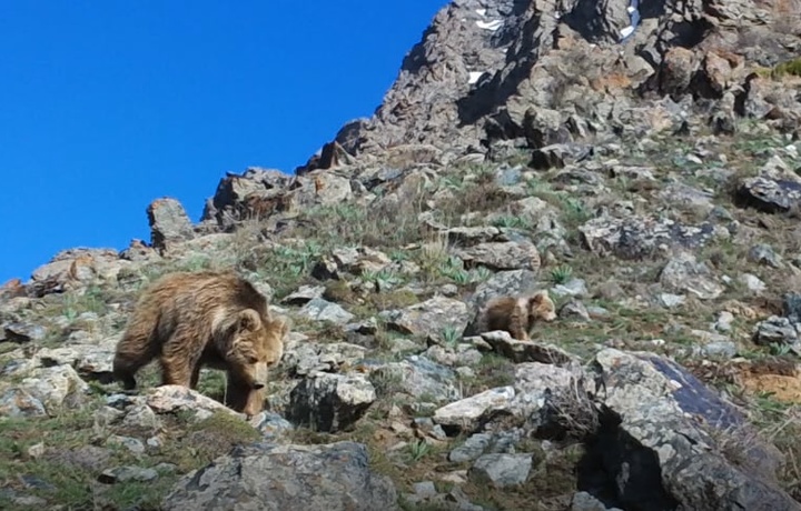 Tyan-Shan qo‘ng‘ir ayig‘i va bolalari fotoqopqonga tushdi