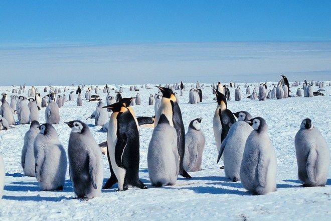 Императорские пингвины могут исчезнуть к концу XXI века