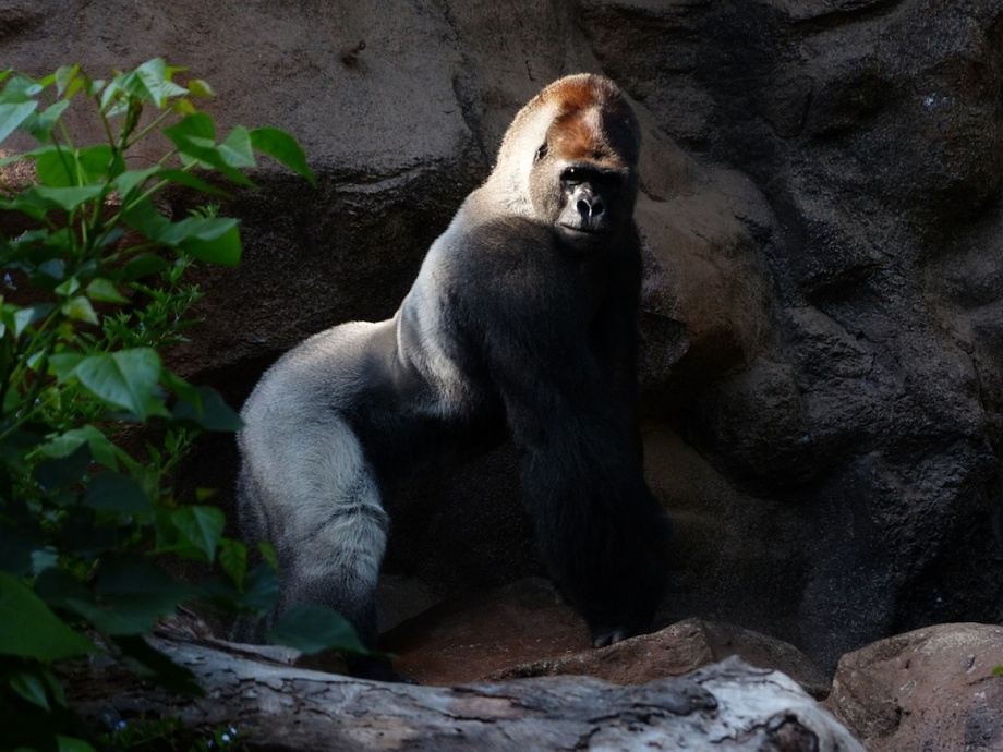 В Мадриде горилла избила женщину до полусмерти