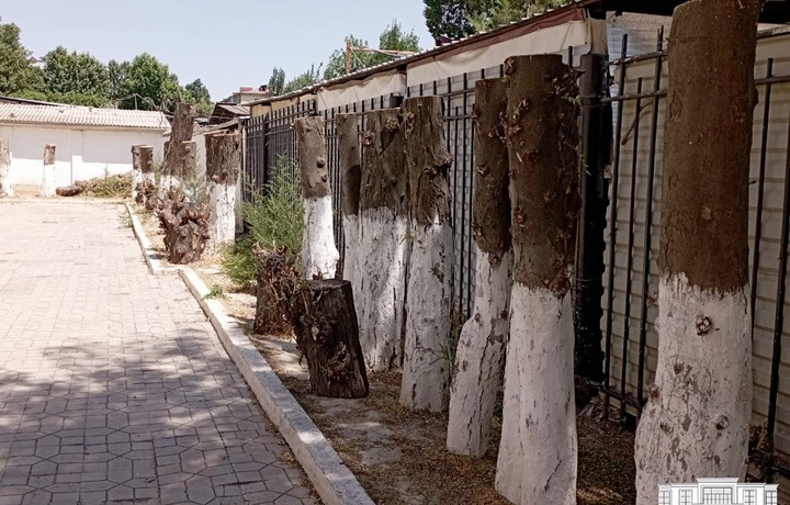 Toshkentda 26 tup sog‘lom daraxtni kesgan “daraxtkesar”ga nisbatan jinoiy ish ochildi