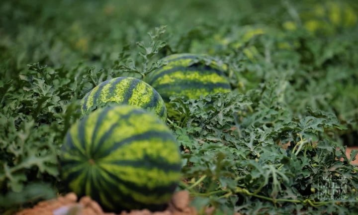 O‘zbekiston va Markaziy Osiyoda tarvuz narxi rekord darajada arzonlayapti – EastFruit