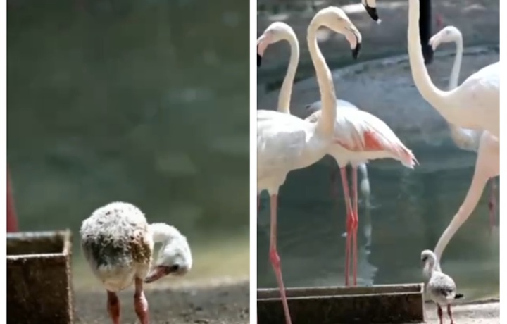 Toshkent hayvonot bog‘ida 3 ta pushti flamingo jo‘jalari dunyoga keldi