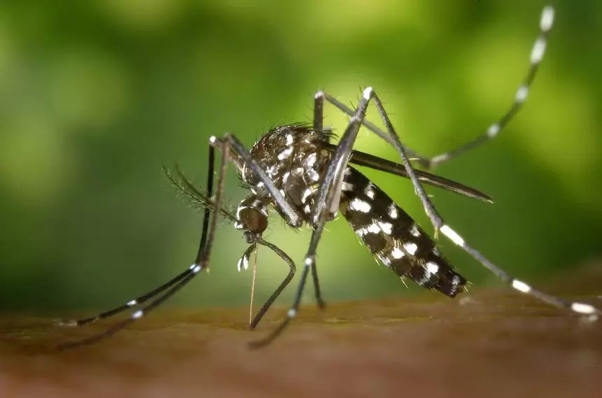 Врач назвал лучшие способы защититься от комаров