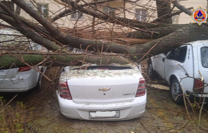 В Ташкенте упавшее дерево придавило 6 автомобилей (фото)