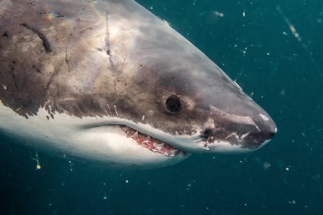 Диета белых акул поразила биологов