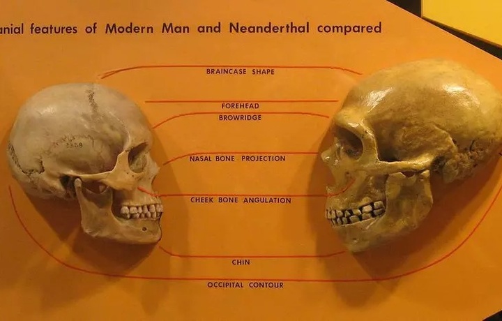 Чем мозг человека оказался «лучше» мозга неандертальца