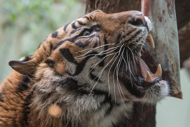 В Индонезии тигр загрыз фермера