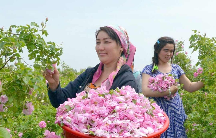 Жомбойда Дамашқ атиргули етиштириляпти