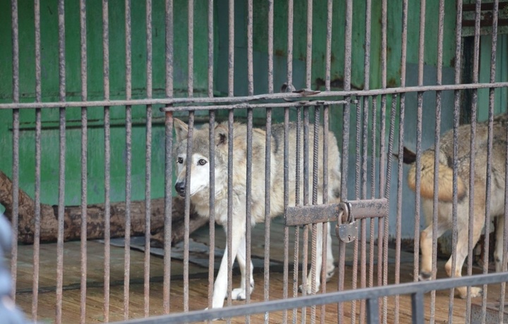 В Узбекистане запретили содержать некоторых диких животных в домашних условиях