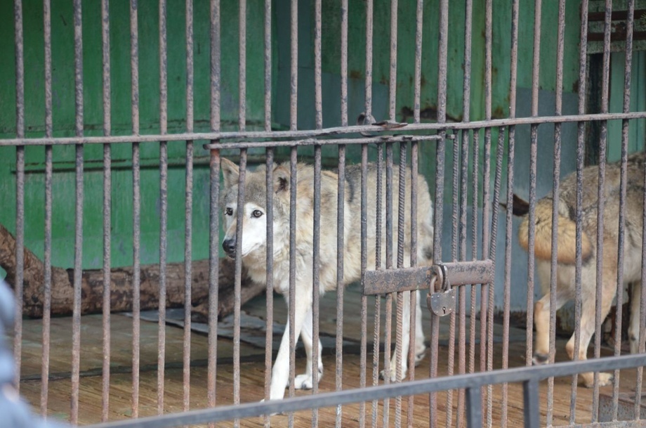 Содержание крупнорогатого скота