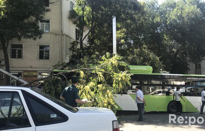 Тошкентда йўловчи автобуси дарахтга урилди, жароҳатланганлар бор (фото)