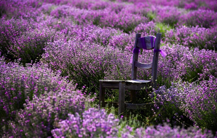 Isparta: atirgul va binafsharang lavanda dalalari yastangan makon