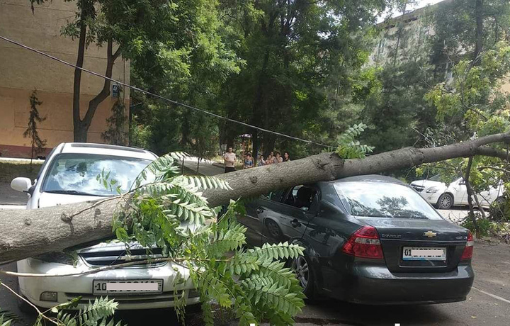 В Ташкенте из-за сильного ветра на машины падают деревья (фото)