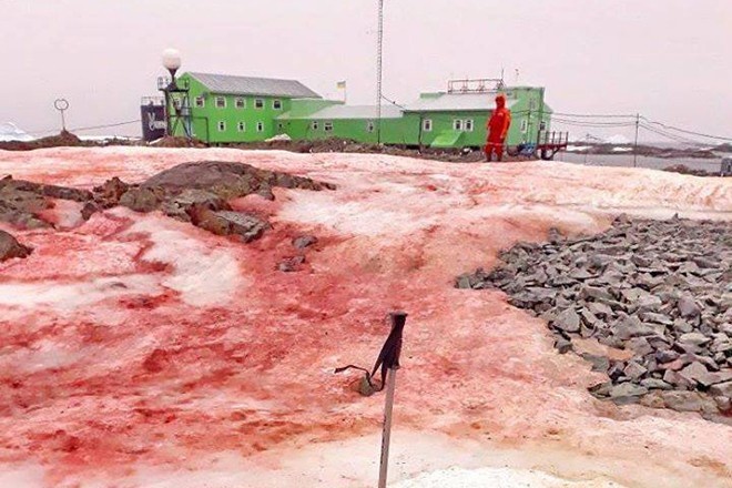 Учёные объяснили появление красного снега в Антарктиде