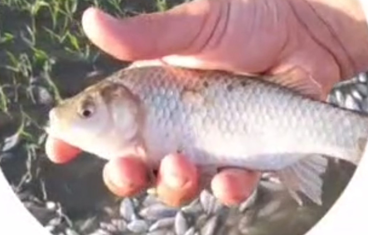 В реке Чирчик зафиксирована массовая гибель рыб