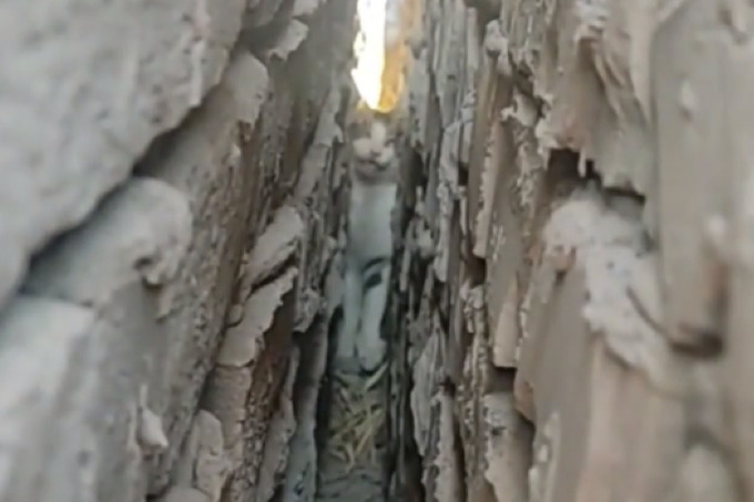 В Нукусе спасатели вызволили кошку, застрявшую в крошечной щели между стенами