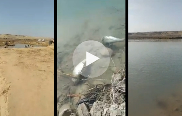 В Намангане рыбы массово заразились неизвестной болезнью. Жители собирают погибшую рыбу (видео)