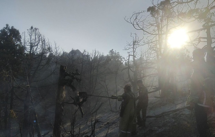 В Байсуне произошел крупный лесной пожар. Огонь тушили более 13 часов
