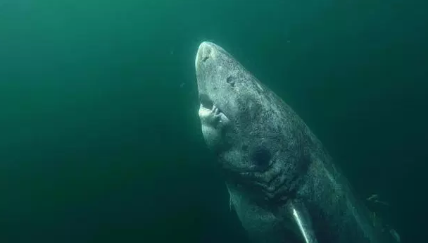 Ученые обнаружили в Гренландии 512-летнюю акулу