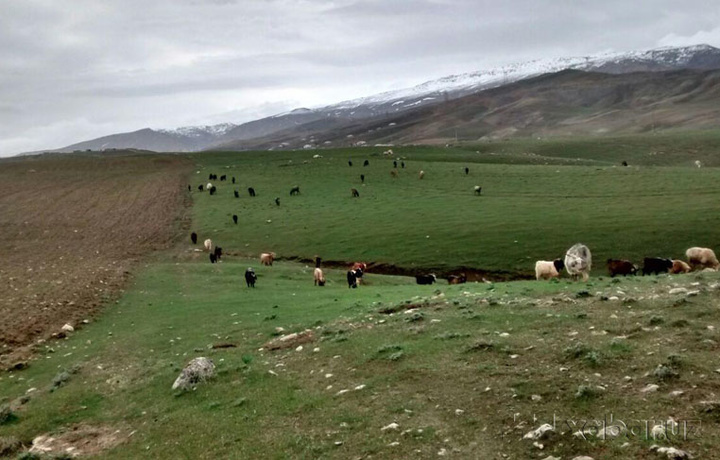 Yaylovlarga egalik qilish, ijara va vaqtincha foydalanish hokimlar qaroriga ko‘ra amalga oshiriladi