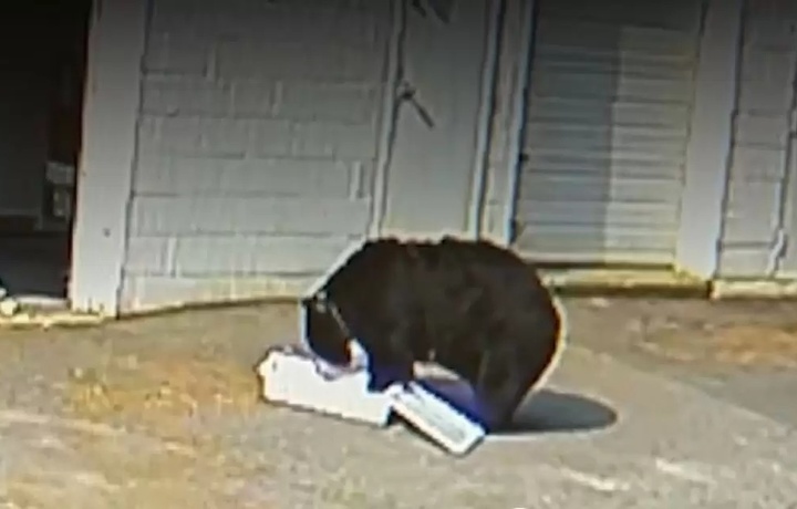 Медведь «ограбил» кондитерскую в США (видео)