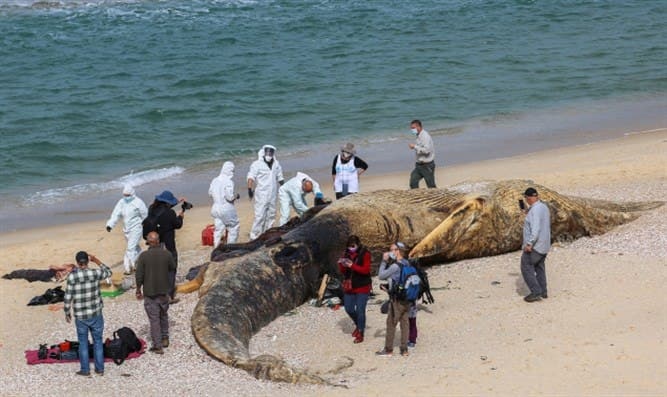 Исроил қирғоқларида 17 метрлик улкан кит жасади топилди (видео)