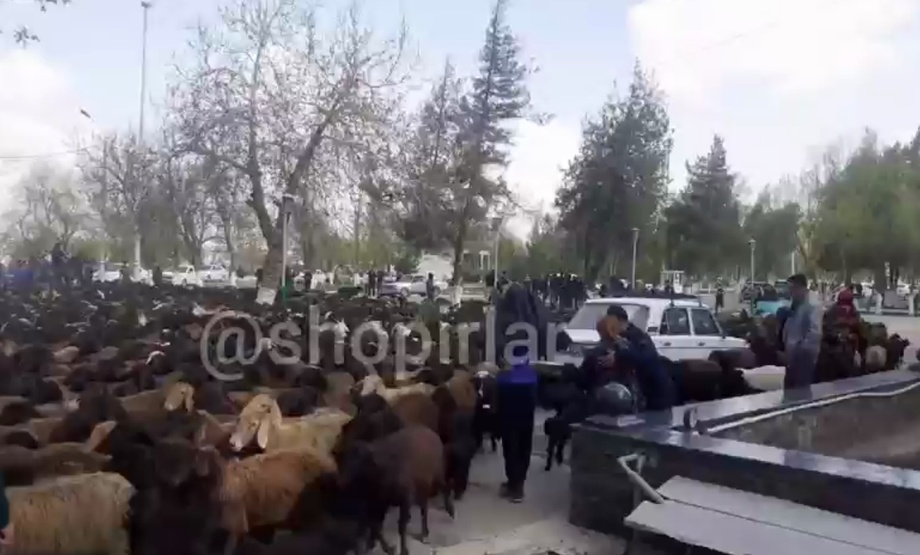 Samarqandda hokimlik binosi oldida «qo‘ylar mitingi» uyushtirildi (video)