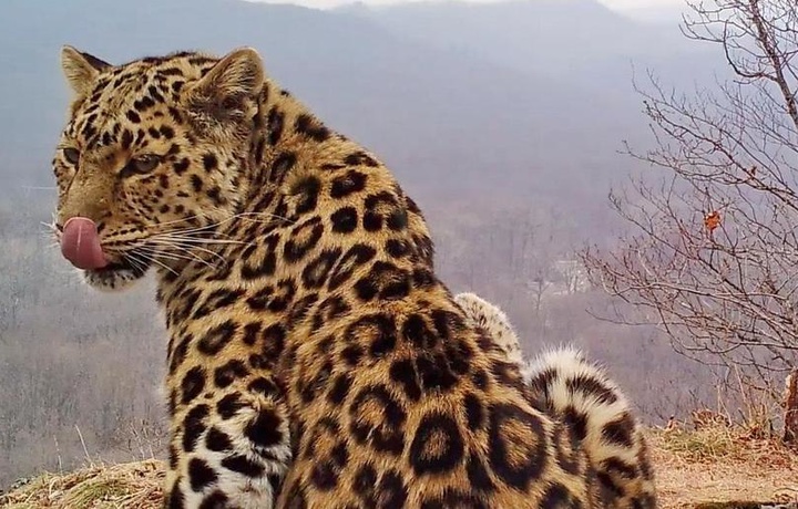 Видеоловушки зафиксировали четырех редких леопардов за несколько дней