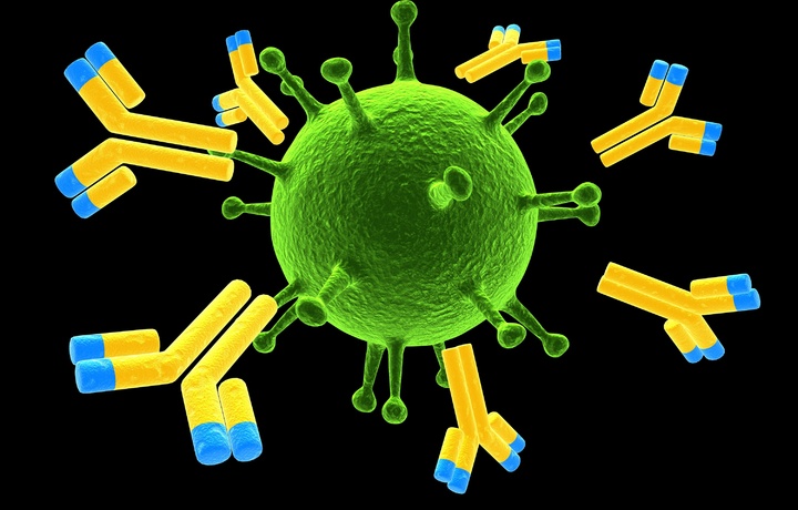 Обнаружены эффективные антитела против коронавируса