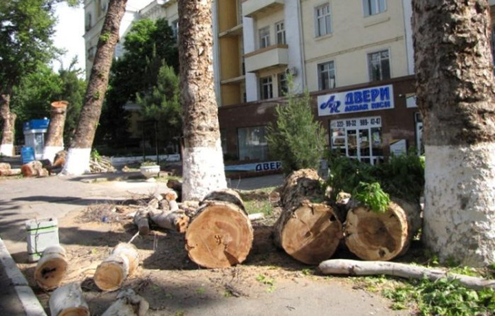 Хоким Ташкента устранит истребление деревьев в течение трех дней