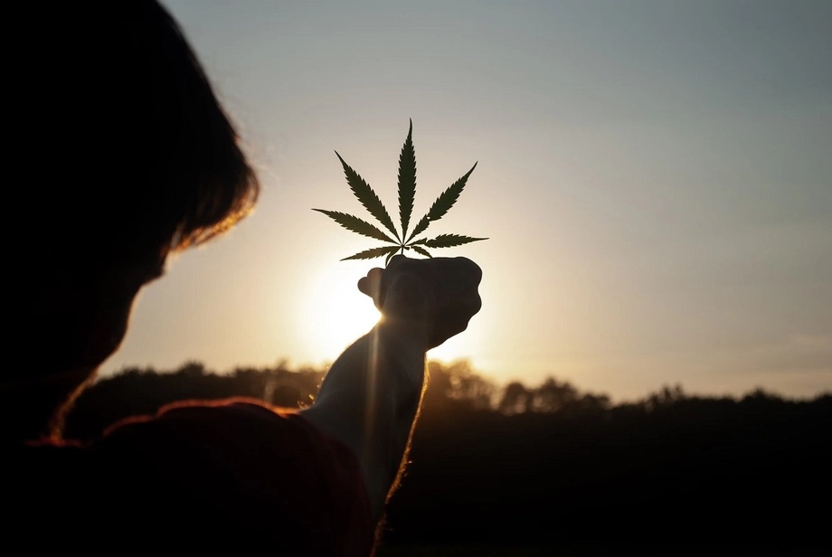 В Германии легализовали марихуану, ее можно хранить и выращивать